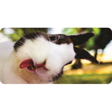 Rabbit With Tongue Out Photo License Plate