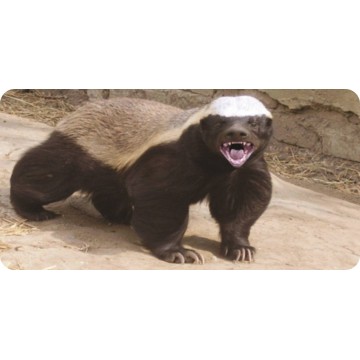Honey Badger #1 Photo License Plate