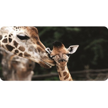 Baby Giraffe Photo License Plate