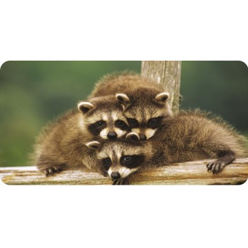 Baby Raccoons Photo License Plate