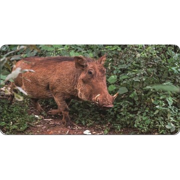 Wild Boar In The Wild Photo License Plate