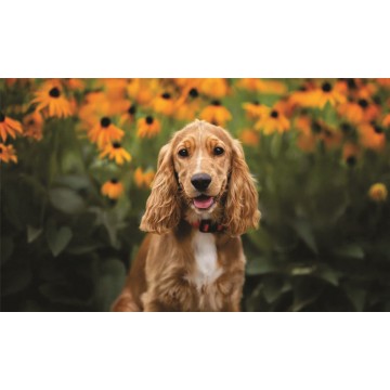 Cocker Spaniel Photo License Plate