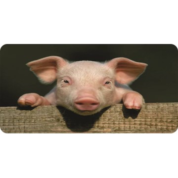 Pig Photo License Plate