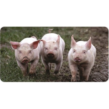 Pigs Photo License Plate
