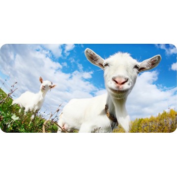 Smiling Goat Photo License Plate