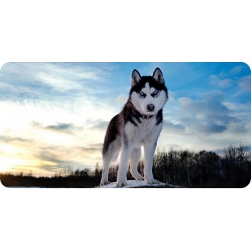 Siberian Husky Photo License Plate