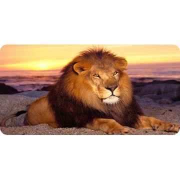 Lion At Rest Photo License Plate