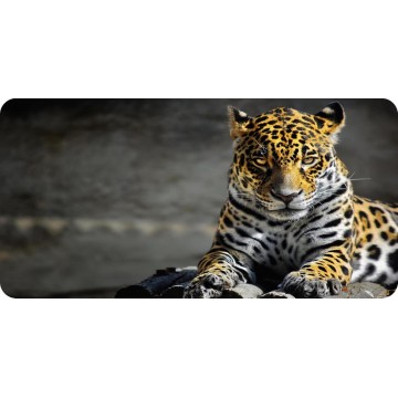 Leopard On Watch Photo License Plate
