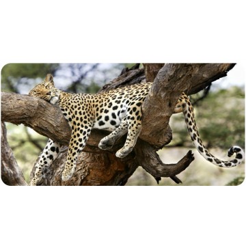 Leopard Sleeping in Tree Photo License Plate