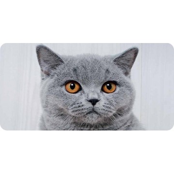 Gray Cat Face Photo License Plate