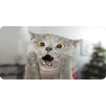 Gray Cat Scared Face Photo License Plate