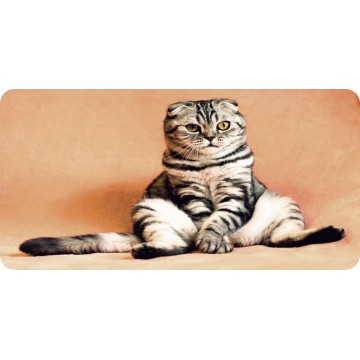 Cat Sitting Sprawled Photo License Plate