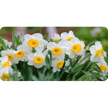 Daffodil Flowers Photo License Plate