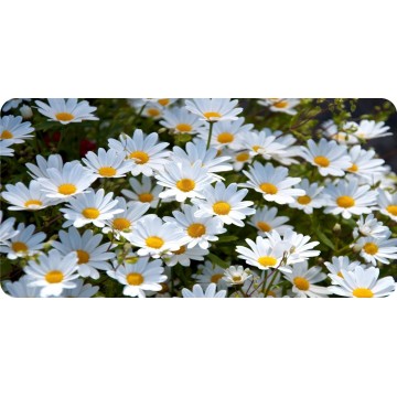 Daisy Flowers Photo License Plate