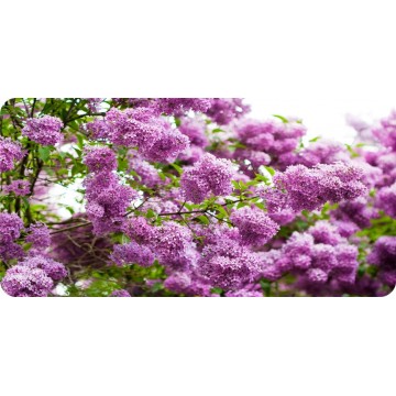Lilac Flowers Photo License Plate