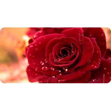 Red Rose Wallpaper Photo License Plate