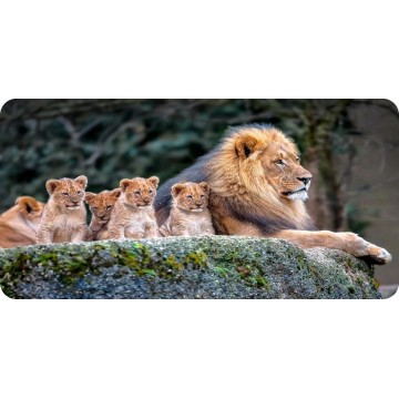 Lion Resting With Cubs Photo License Plate
