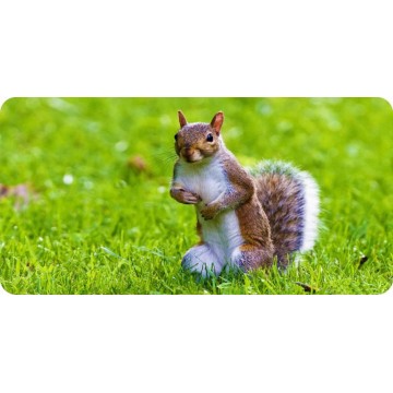 Squirrel In Grass Photo License Plate 