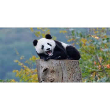 Panda Laughing Centered Photo License Plate