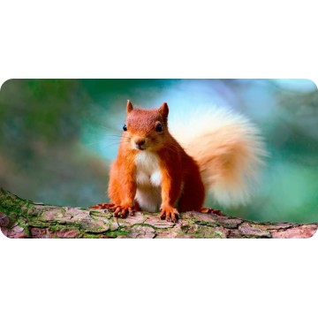 Red Squirrel Photo License Plate