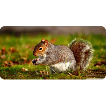 Red Squirrel #2 Photo License Plate