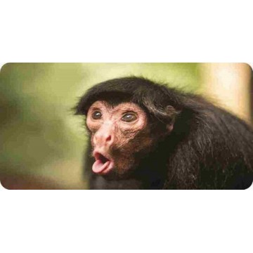 Funny Monkey Photo License Plate
