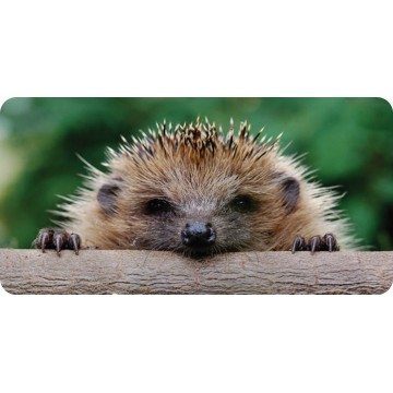 Hedgehog Photo License Plate