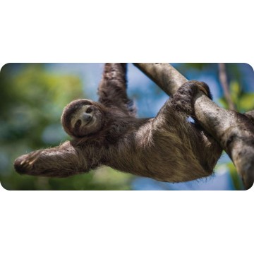 Sloth Photo License Plate