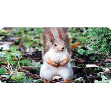 Red Squirrel #3 Photo License Plate