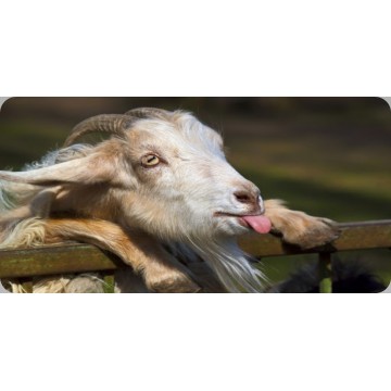 Funny Goat Photo License Plate