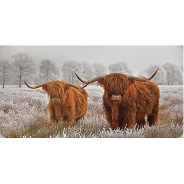 Highland Cattle Photo License Plate