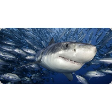 Shark Swimming With Fish Photo License Plate