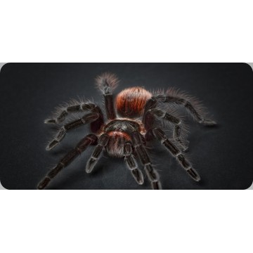 Tarantula Centered Photo License Plate