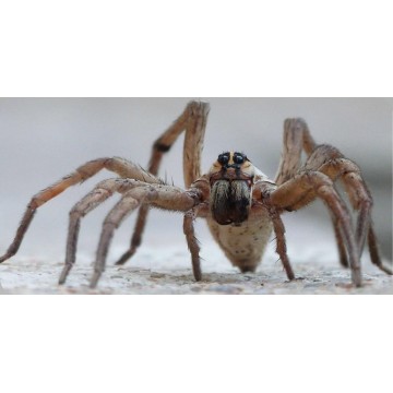 Wolf Spider Photo License Plate
