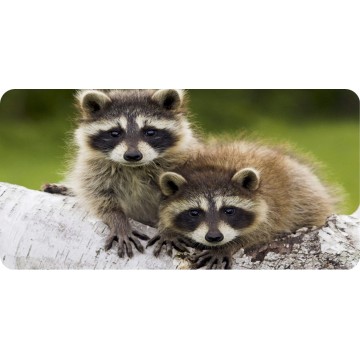 Raccoons On Branch Photo License Plate 