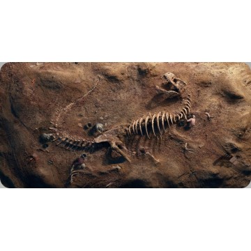 Dinosaur Fossil Photo License Plate
