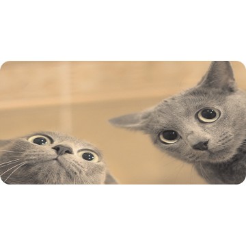 Funny Cats Photo License Plate
