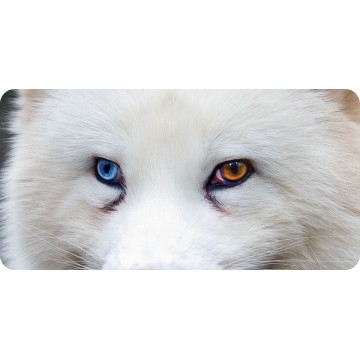 Wolf With Heterochromia Eyes Photo License Plate
