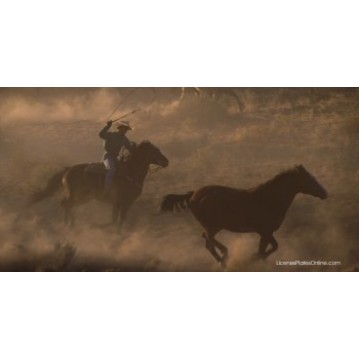 Cowboy Roping Horse Photo License Plate 