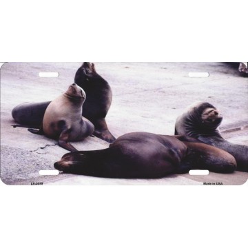 Sea Lions Metal License Plate