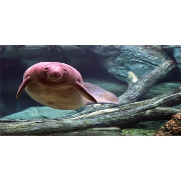 Manatee Photo License Plate