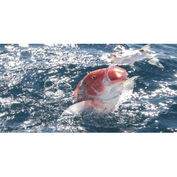Red Snapper Photo License Plate