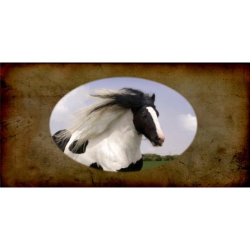 Gypsy Vanner Horse Photo License Plate