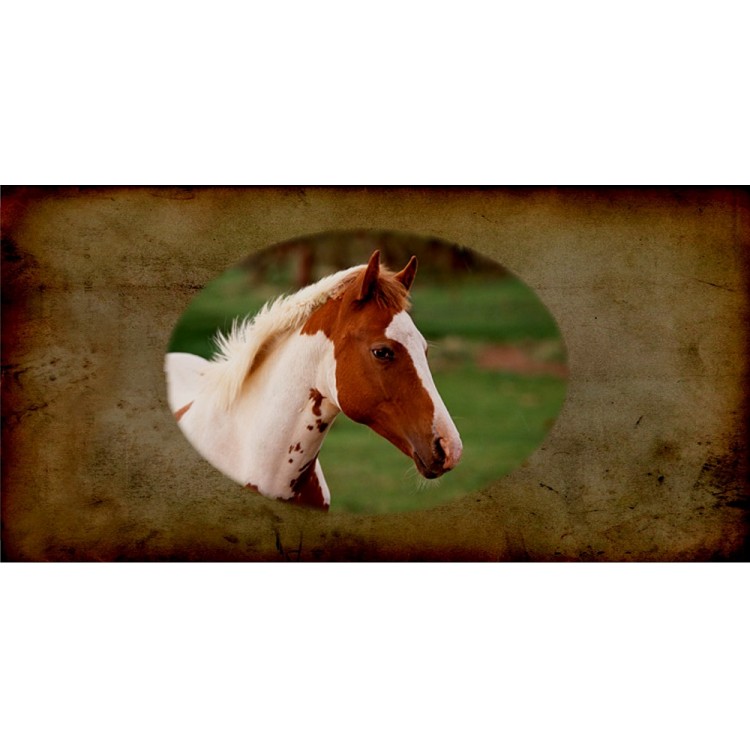 Paint Horse Photo License Plate