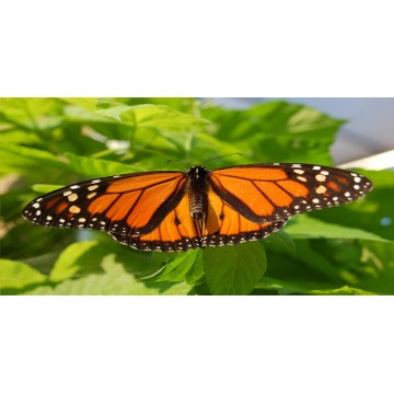 Monarch Butterfly Photo License Plate
