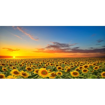 Sunflower Field Photo license Plate