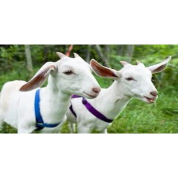 Two Goats Photo License Plate