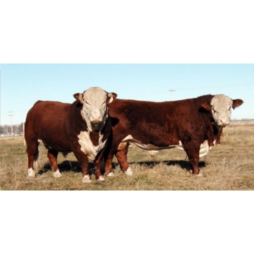 Two Cows Photo License Plate