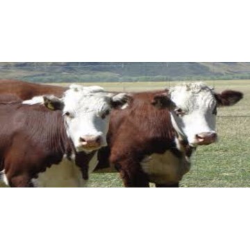 Cows In A Field Photo License Plate