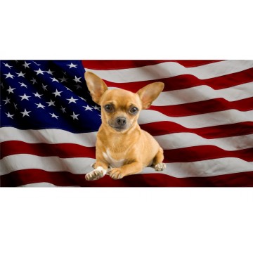 Chihuahua Dog On United States Flag Photo License Plate